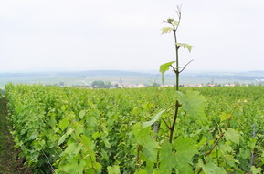 Fleur chardonnay 2007 - Champagne - Massif de Saint-Thierry - Hurtebise - Les Rachais